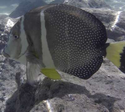 Image of Mustard Surgeonfish