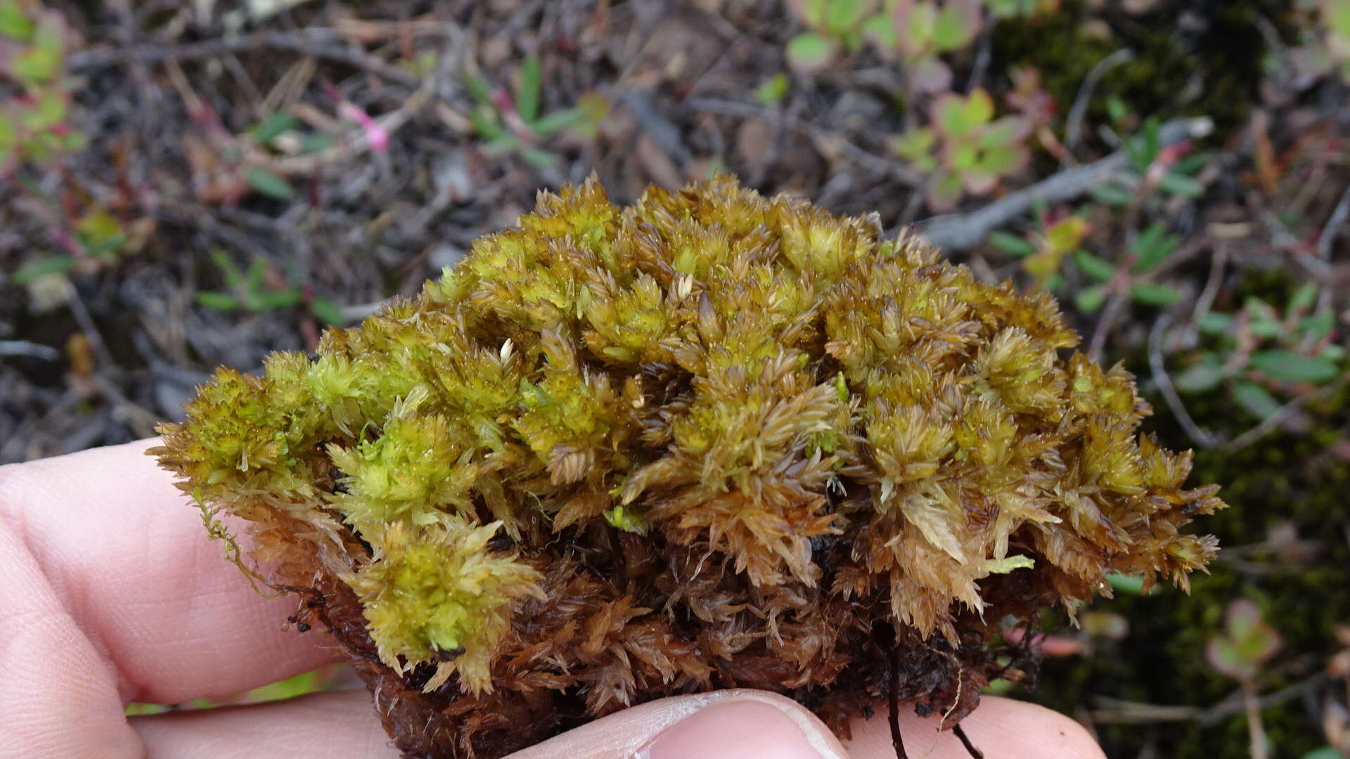 Image of Low sphagnum moss