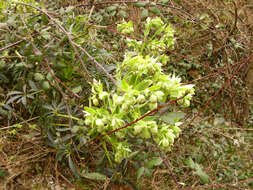 Image of Stinking Hellebore