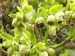 Image of Stinking Hellebore