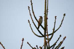 Image of Song Thrush