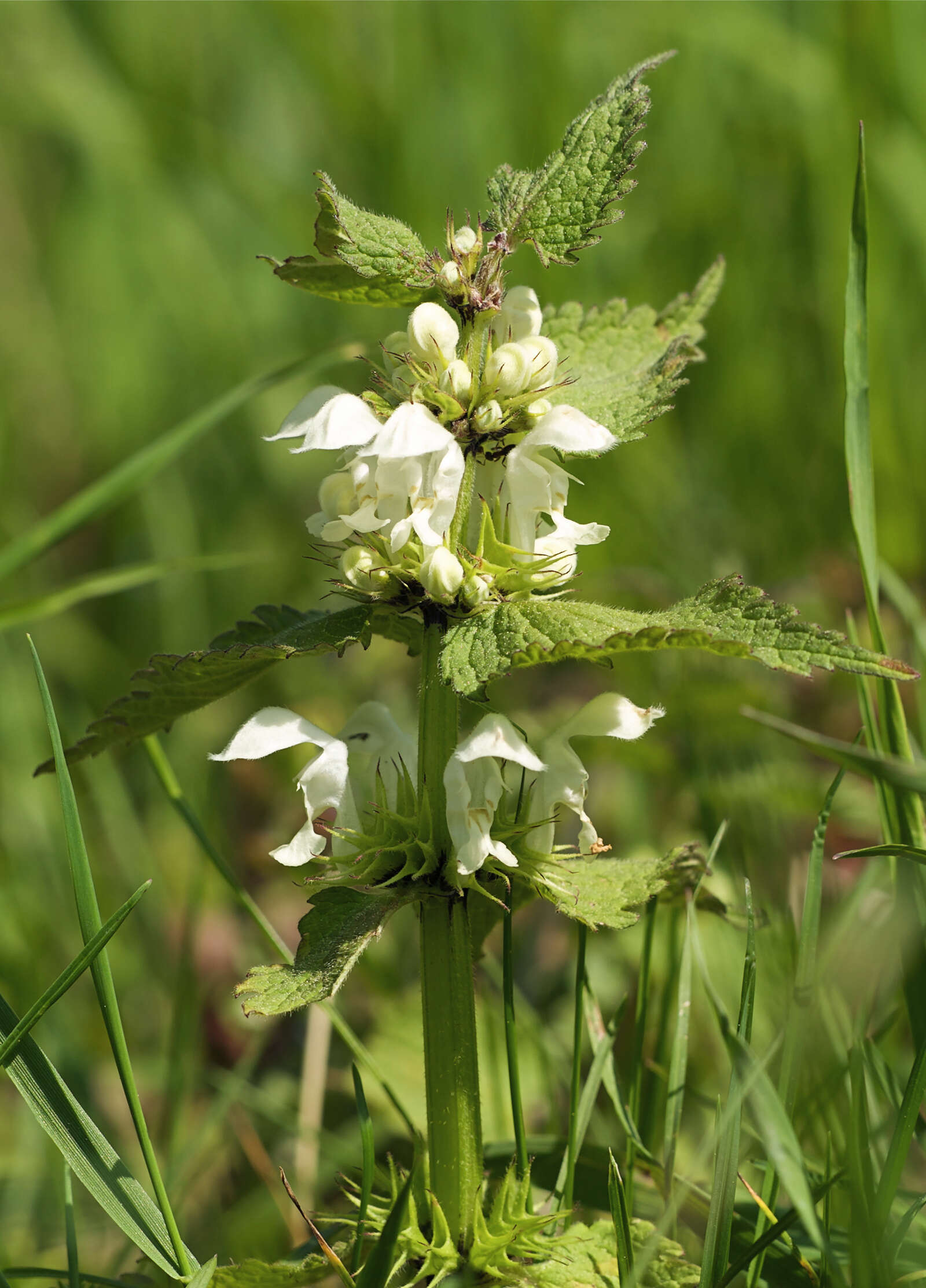 Image of white deadnettle