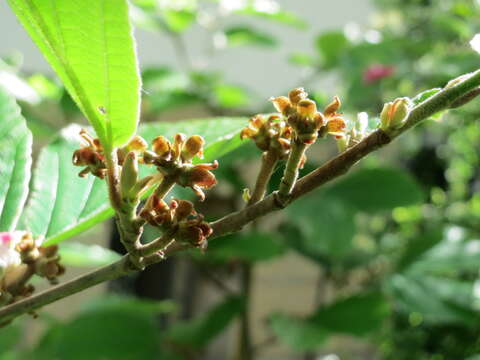 Image of American witchhazel