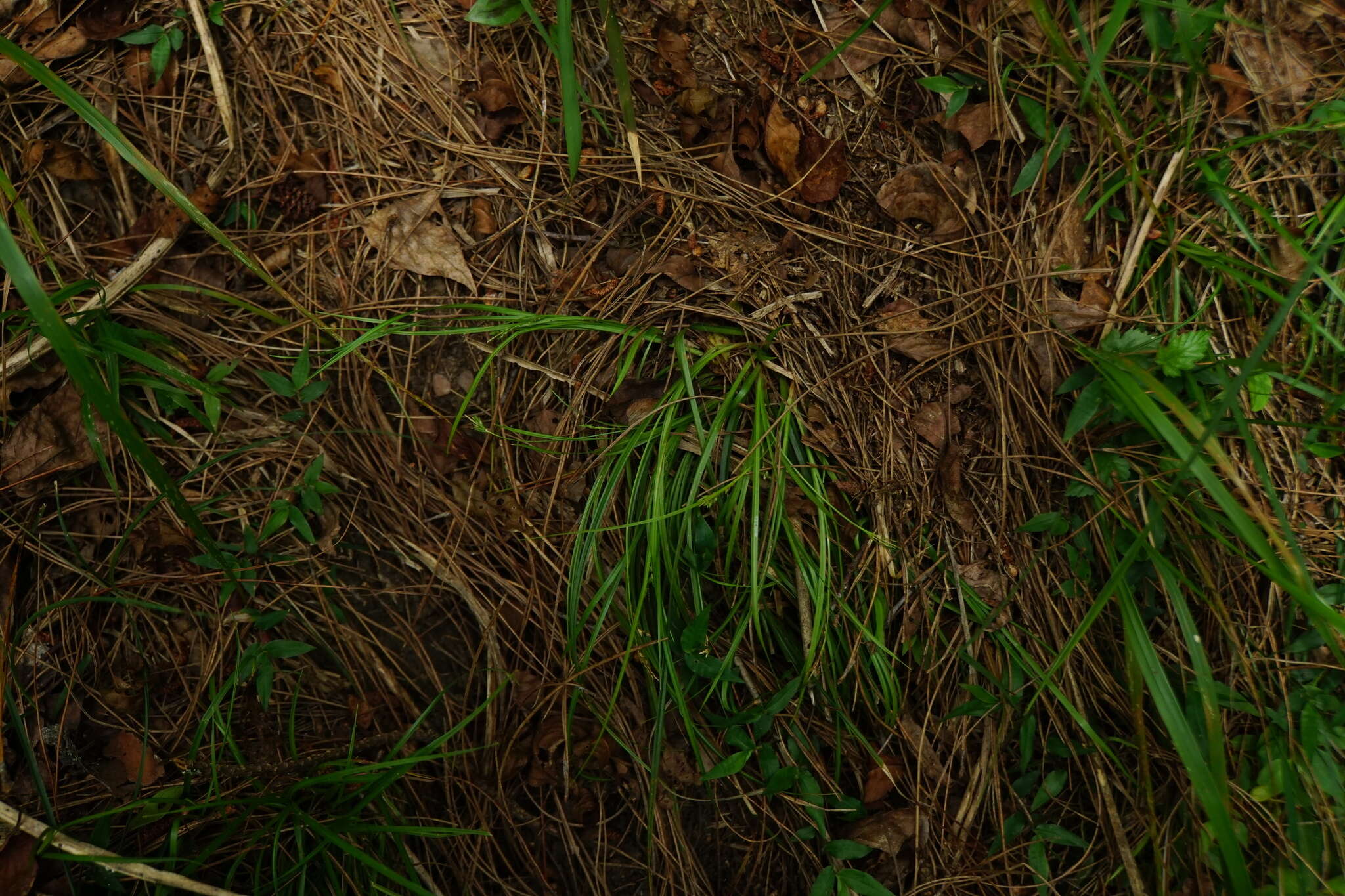 Image of Carex tristachya var. pocilliformis (Boott) Kük.