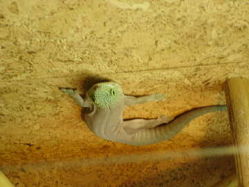 Image of Standing's Day Gecko