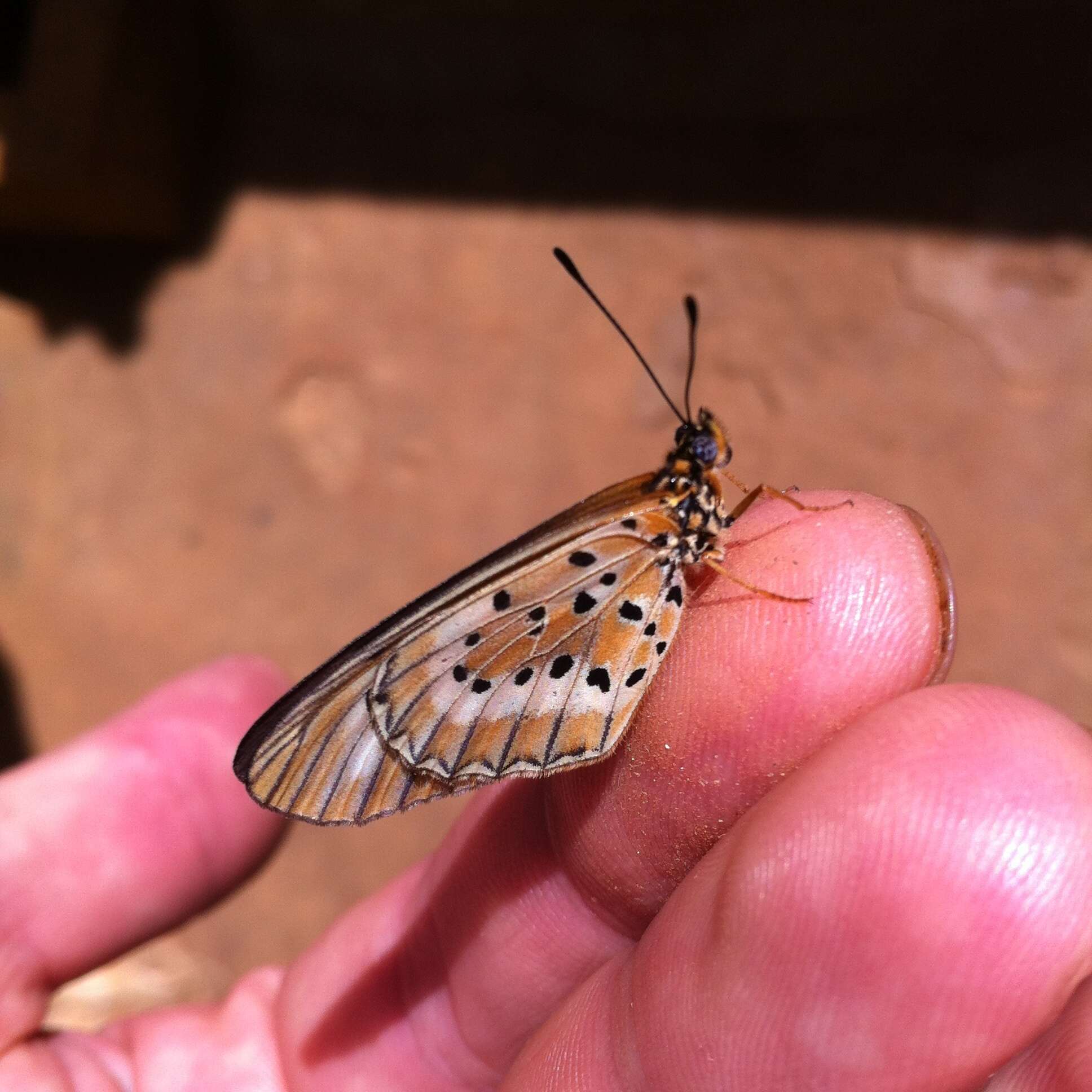 Image of Acraea zitja Boisduval 1833