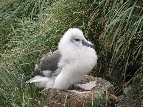 Image of Grey-headed Albatross