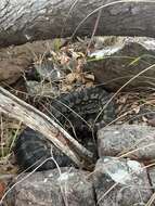 Image of Morelia spilota cheynei Wells & Wellington 1984