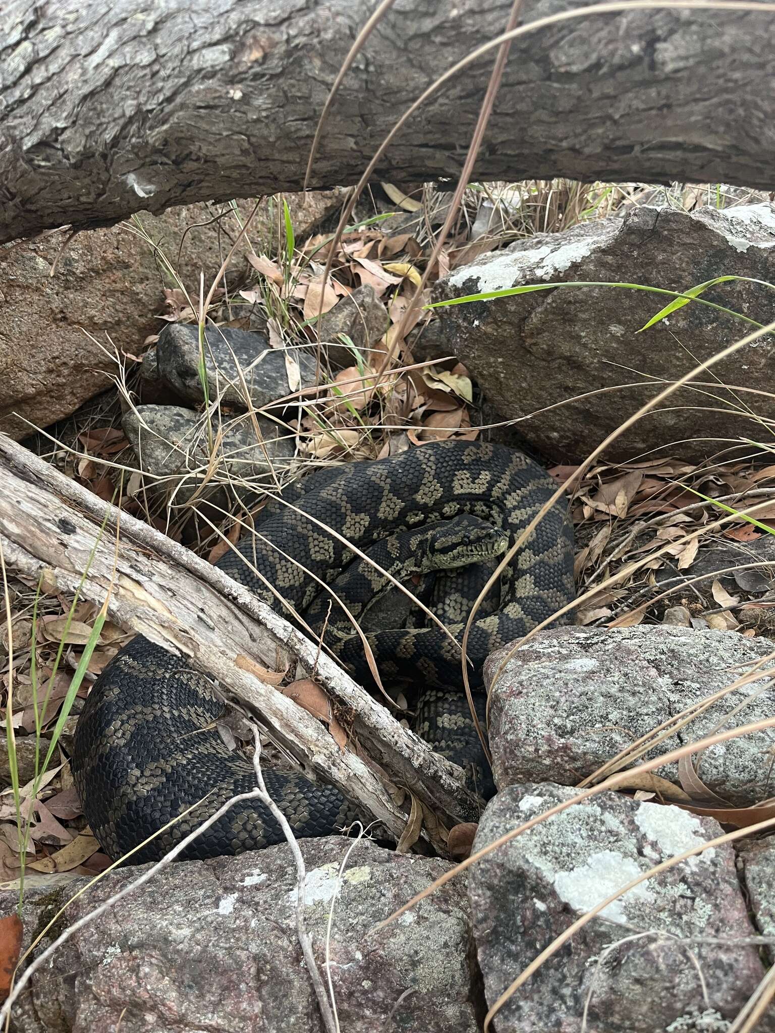 Morelia spilota cheynei Wells & Wellington 1984的圖片