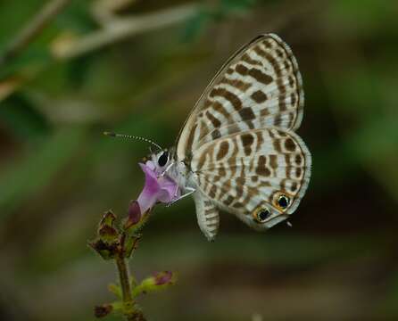 Image of Leptotes plinius