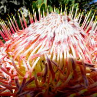 Image of Protea rupicola Mund ex Meissn.