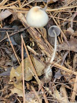 Image de Psathyrella amarescens Arnolds 2003