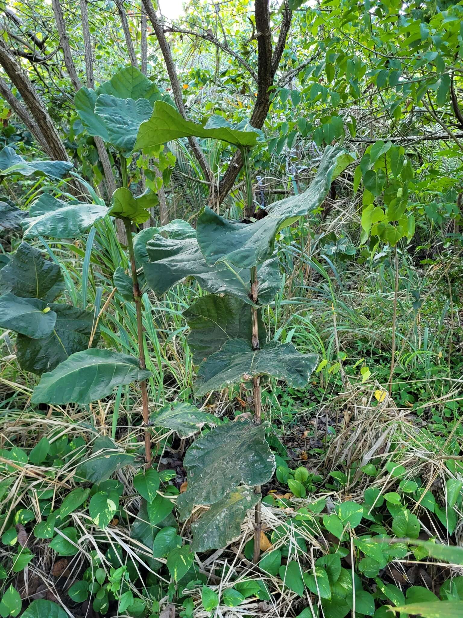 Coccoloba rugosa Desf. resmi