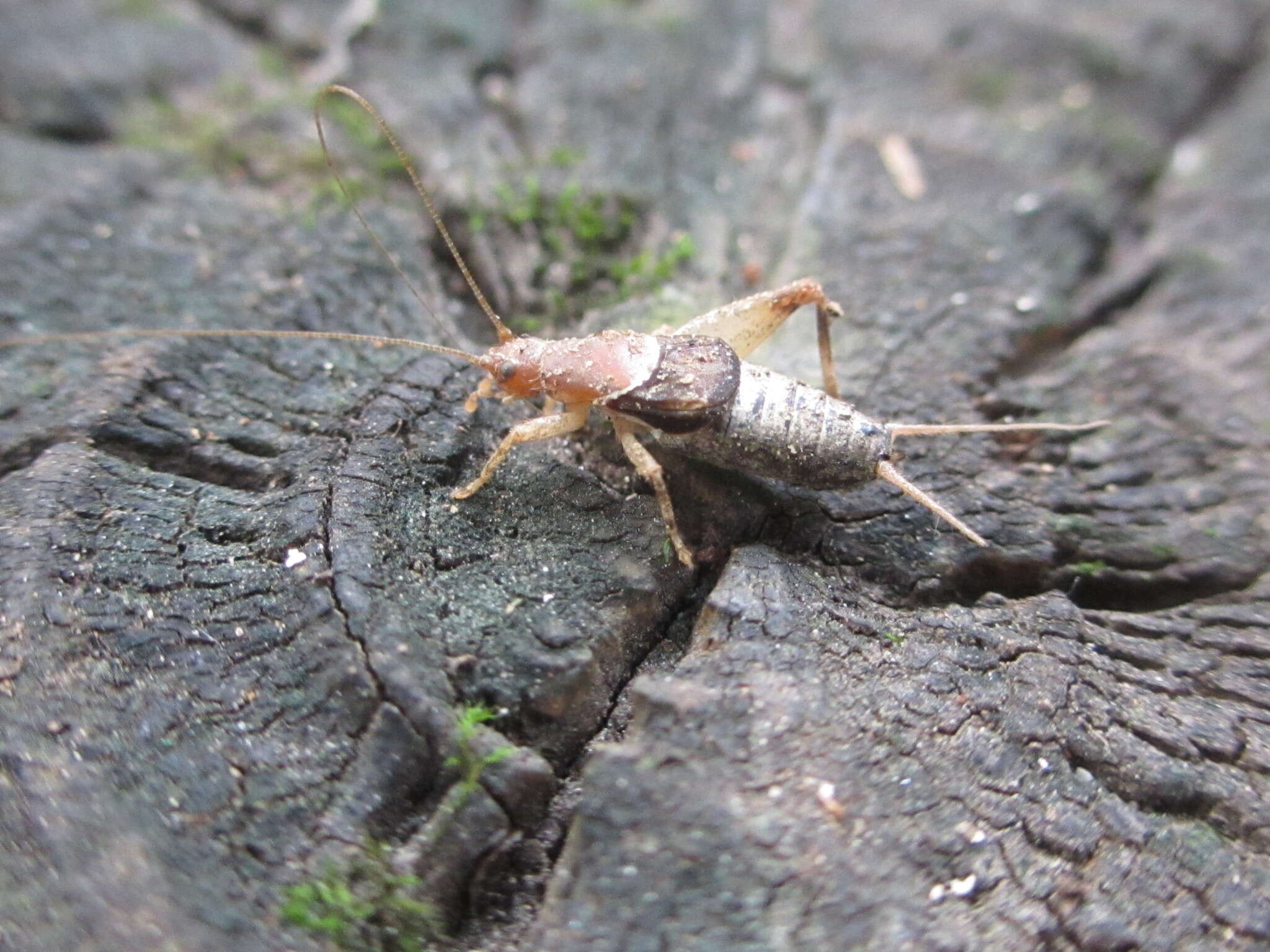 Image of Ornebius kanetataki (Matsumura & S. 1904)