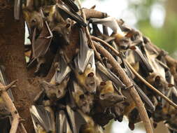 Image of African Straw-colored Fruit Bat