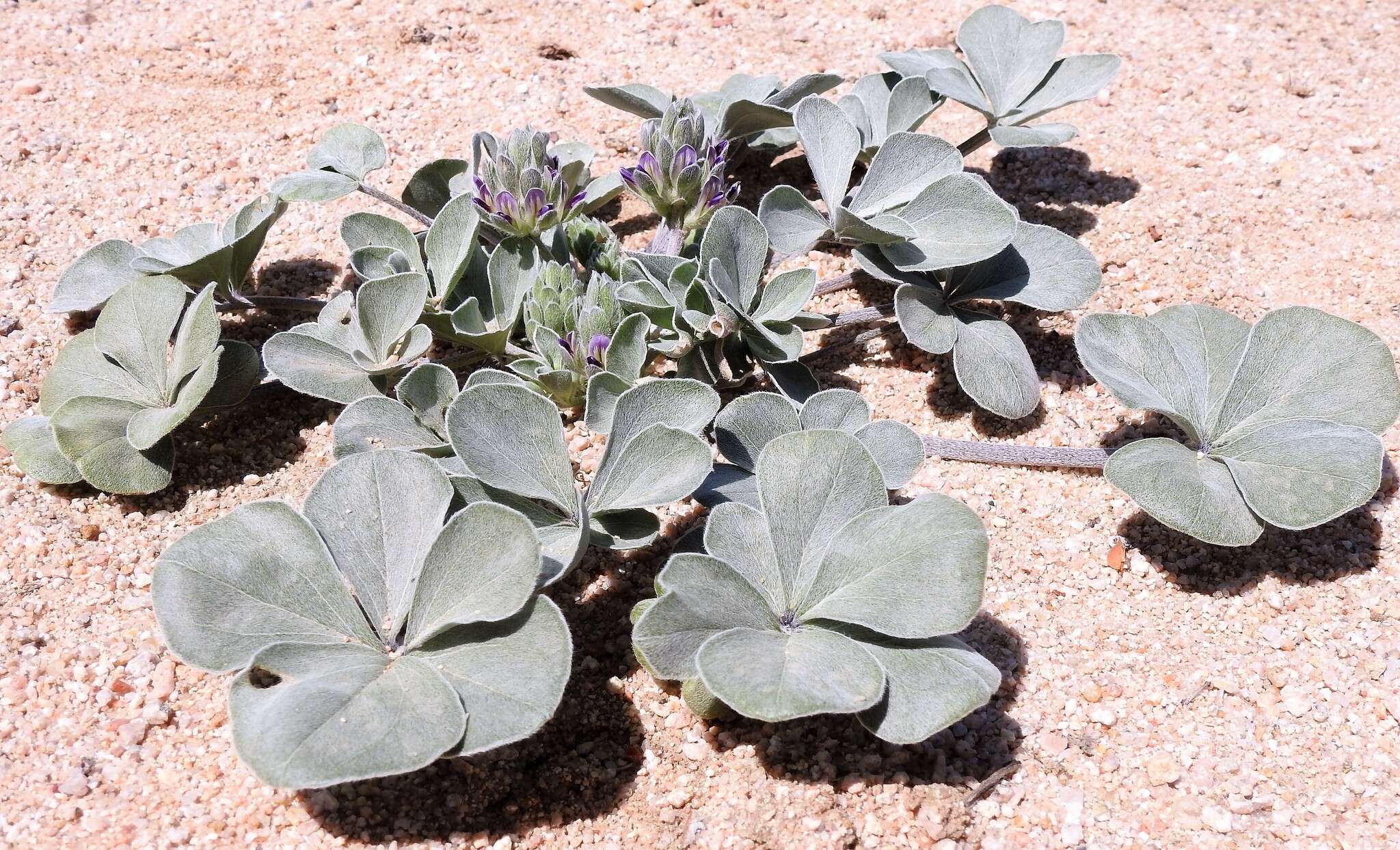 Image of beaver Indian breadroot