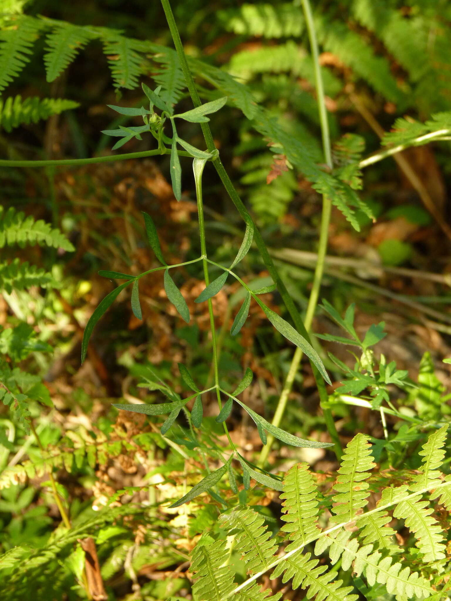 Oenanthe lachenalii C. C. Gmelin的圖片