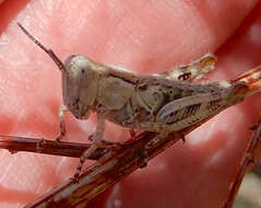 Image of Melanoplus bowditchi Scudder & S. H. 1878