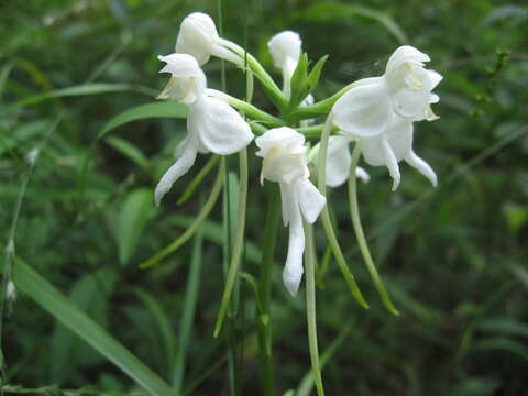 Image of White Fringeless Orchid