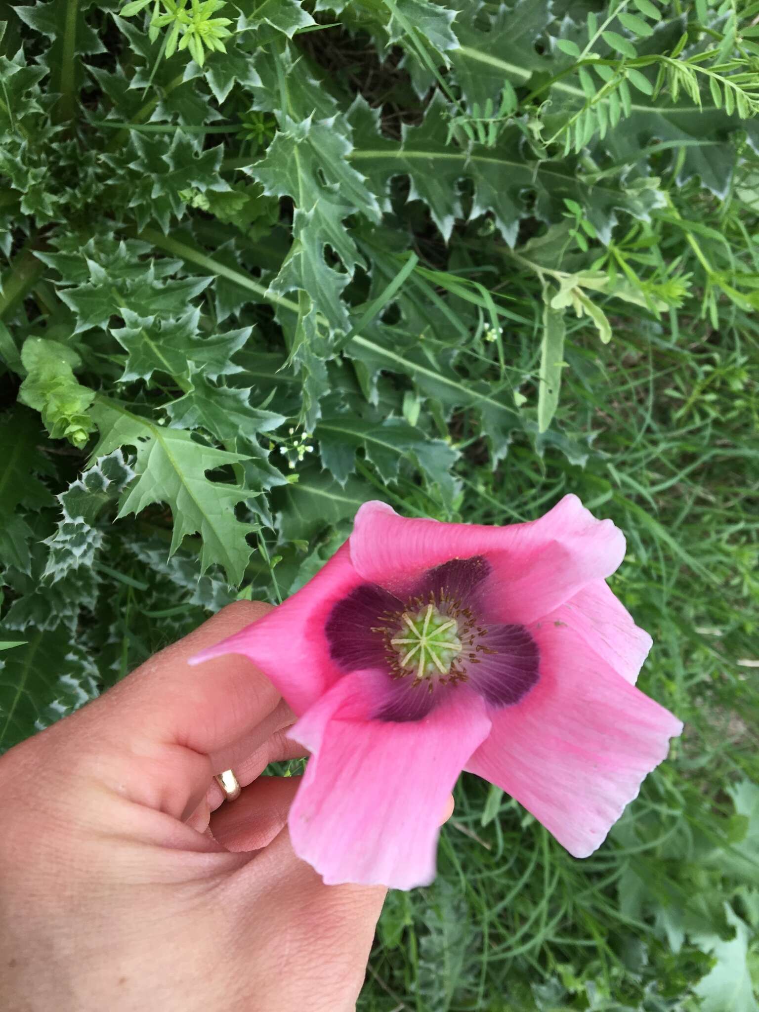Image of opium poppy