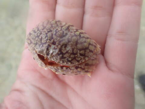 Image of flame box crab