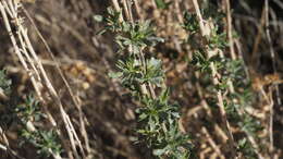 Image of alkali goldenbush