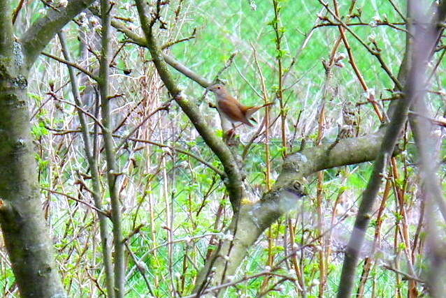 Image of nightingale, common nightingale