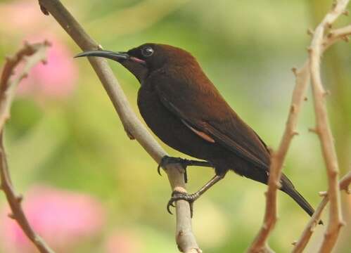 Image of Carmelite Sunbird