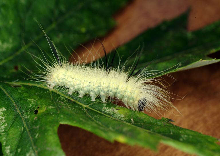 Image of American Dagger Moth