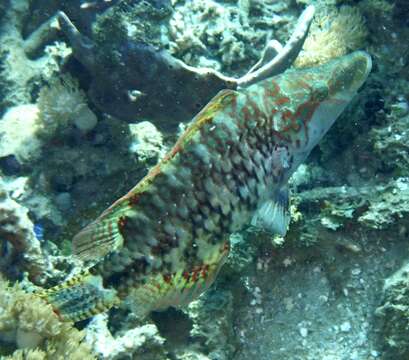 Image of Celebes wrasse