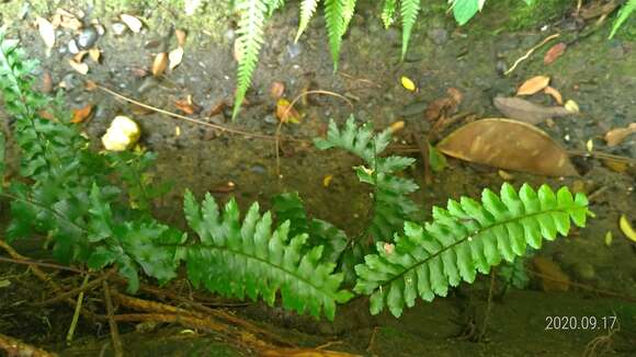 Hymenasplenium subnormale (Copel.) Nakaike resmi