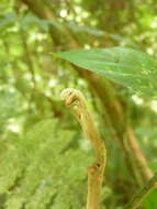 Image of Guarea rhopalocarpa Radlk.