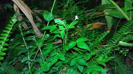 Imagem de Sieruela rutidosperma (DC.) Roalson & J. C. Hall