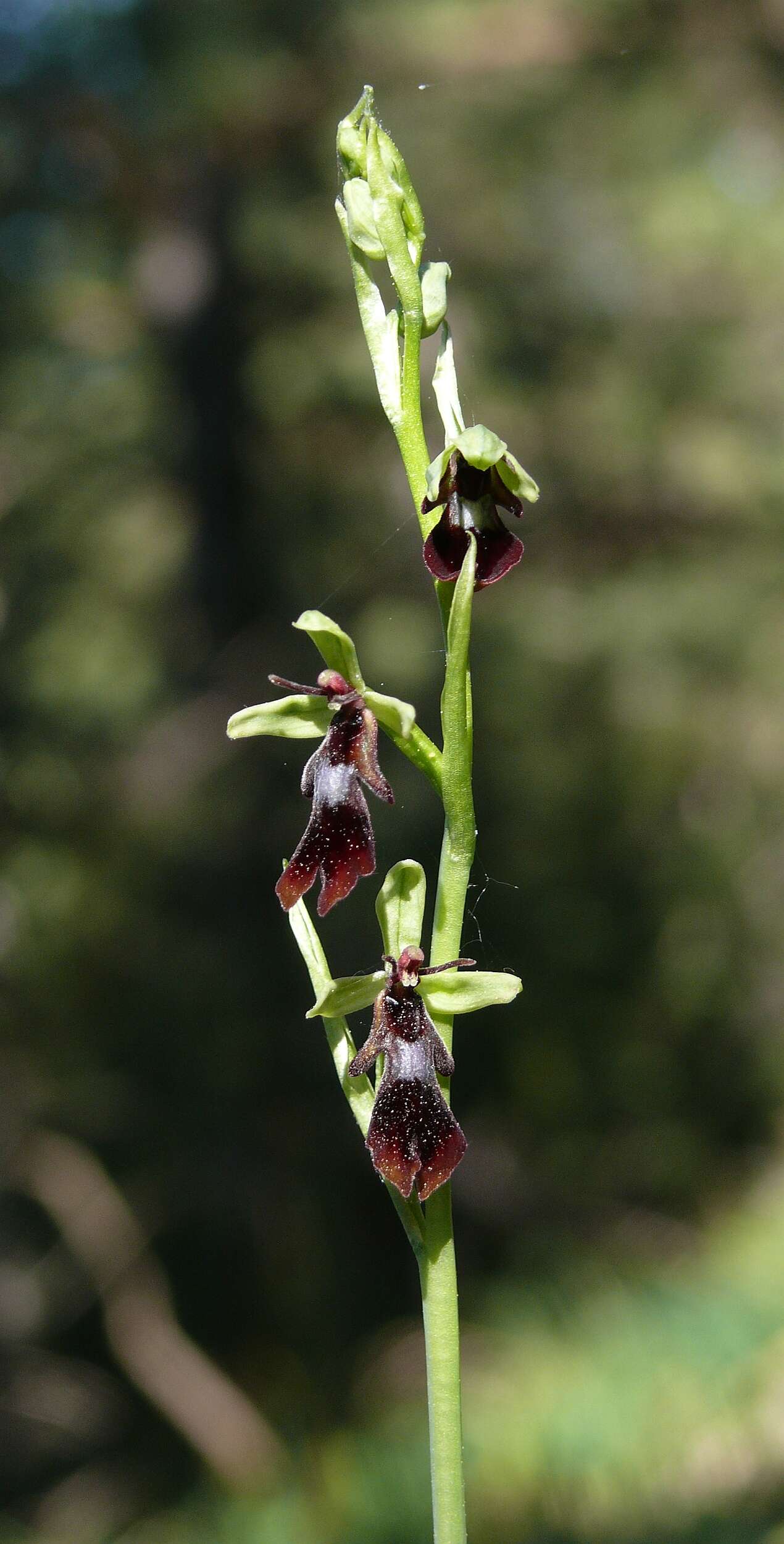 Image of Fly orchid