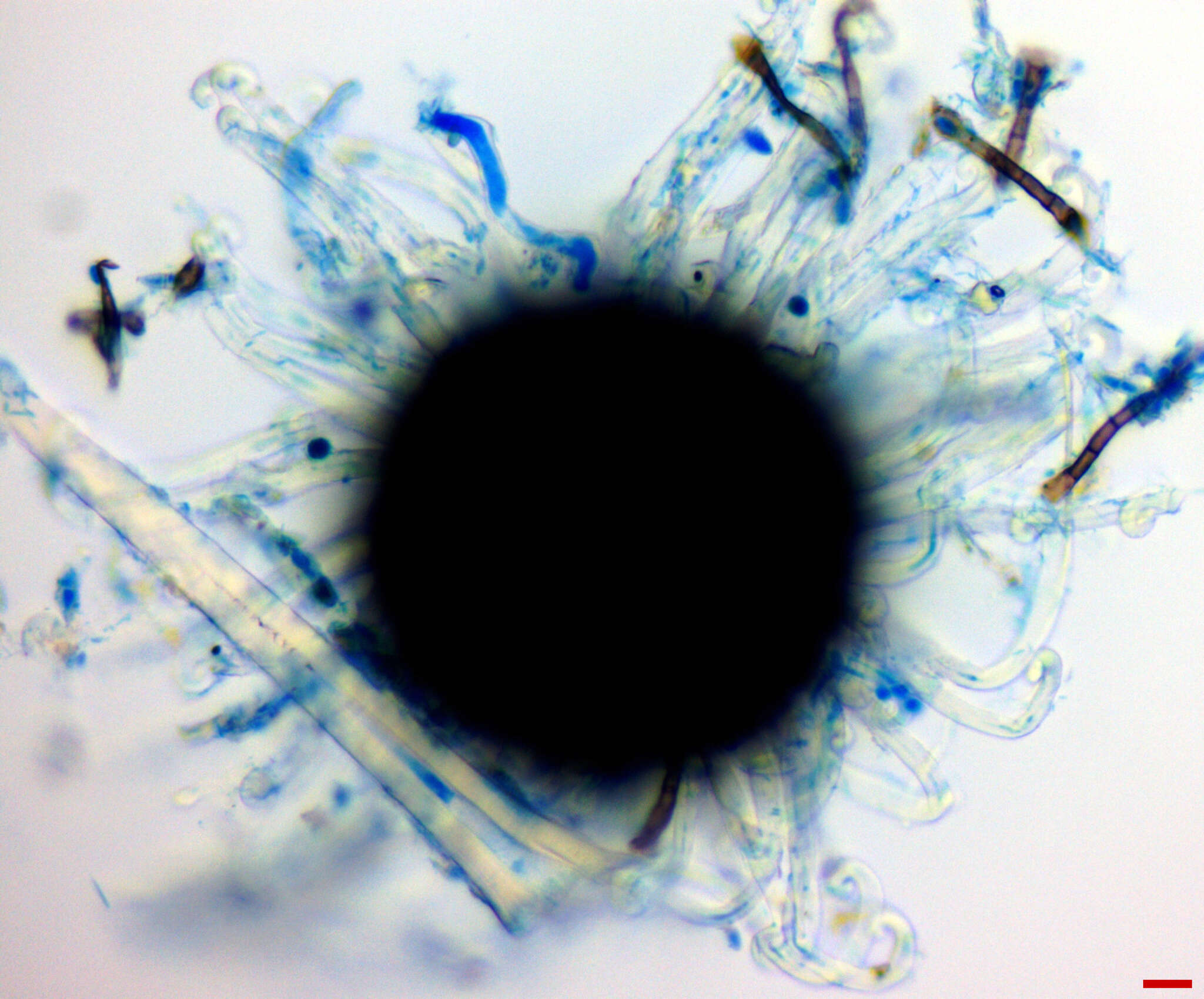 Erysiphe macrospora (Peck) U. Braun & S. Takam. 2000 resmi