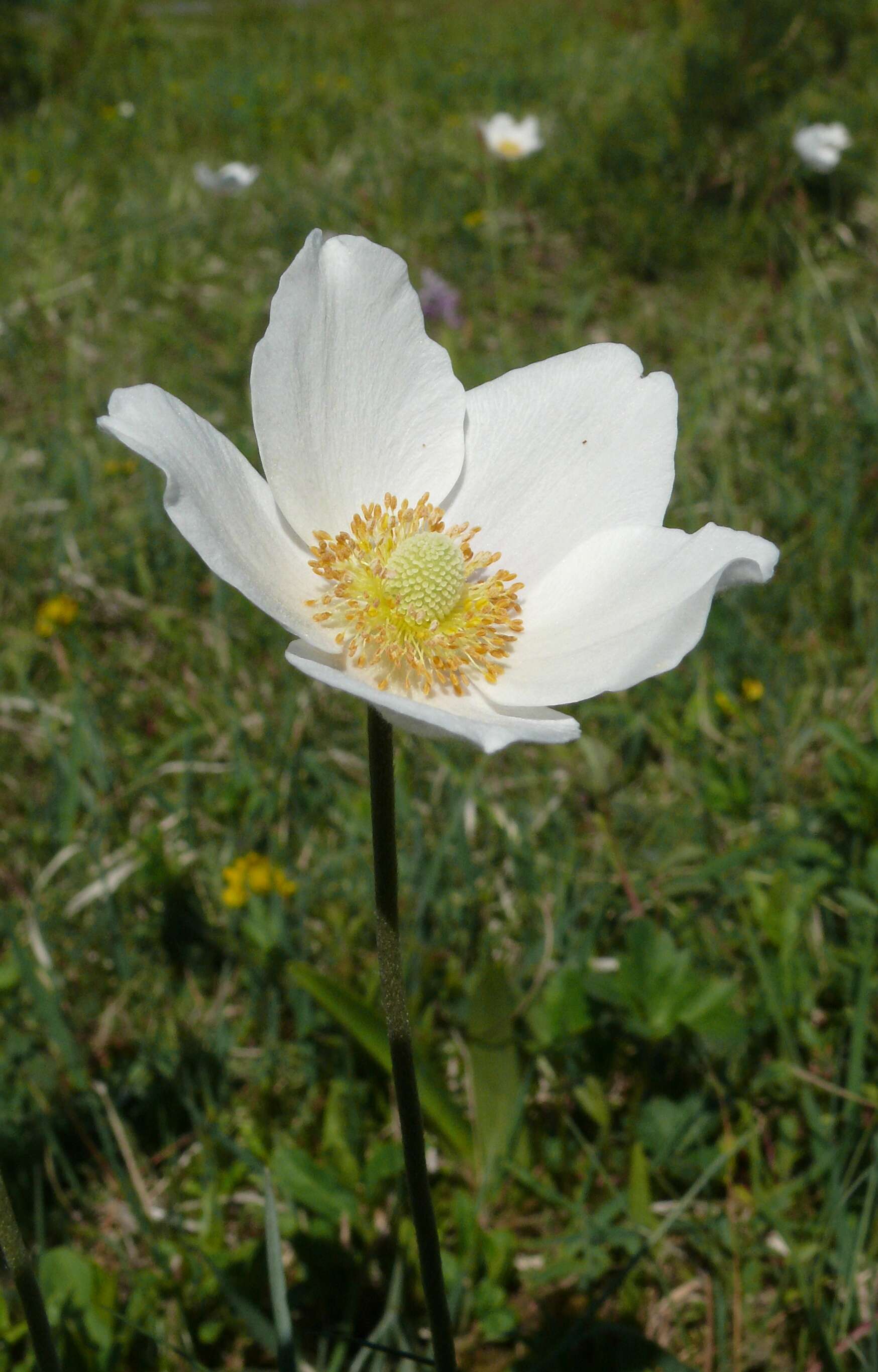 Image of Snowdrop Anemone