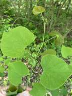 Image of eastern redbud