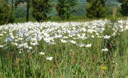 Image of Snowdrop Anemone