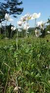 Image of Snowdrop Anemone