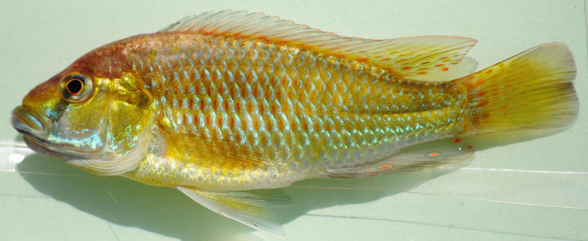 Image of Eastern River Bream