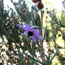 Image of Lysiosepalum involucratum (Turcz.) C. A. Gardner