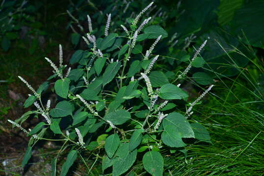 Image of Collinsonia macrobracteata (Masam.) Harley