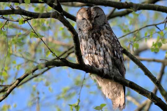 Image of Tawny Owl