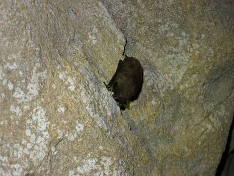 Image of little brown bat