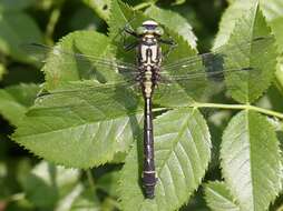 Image of Club-tailed Dragonfly