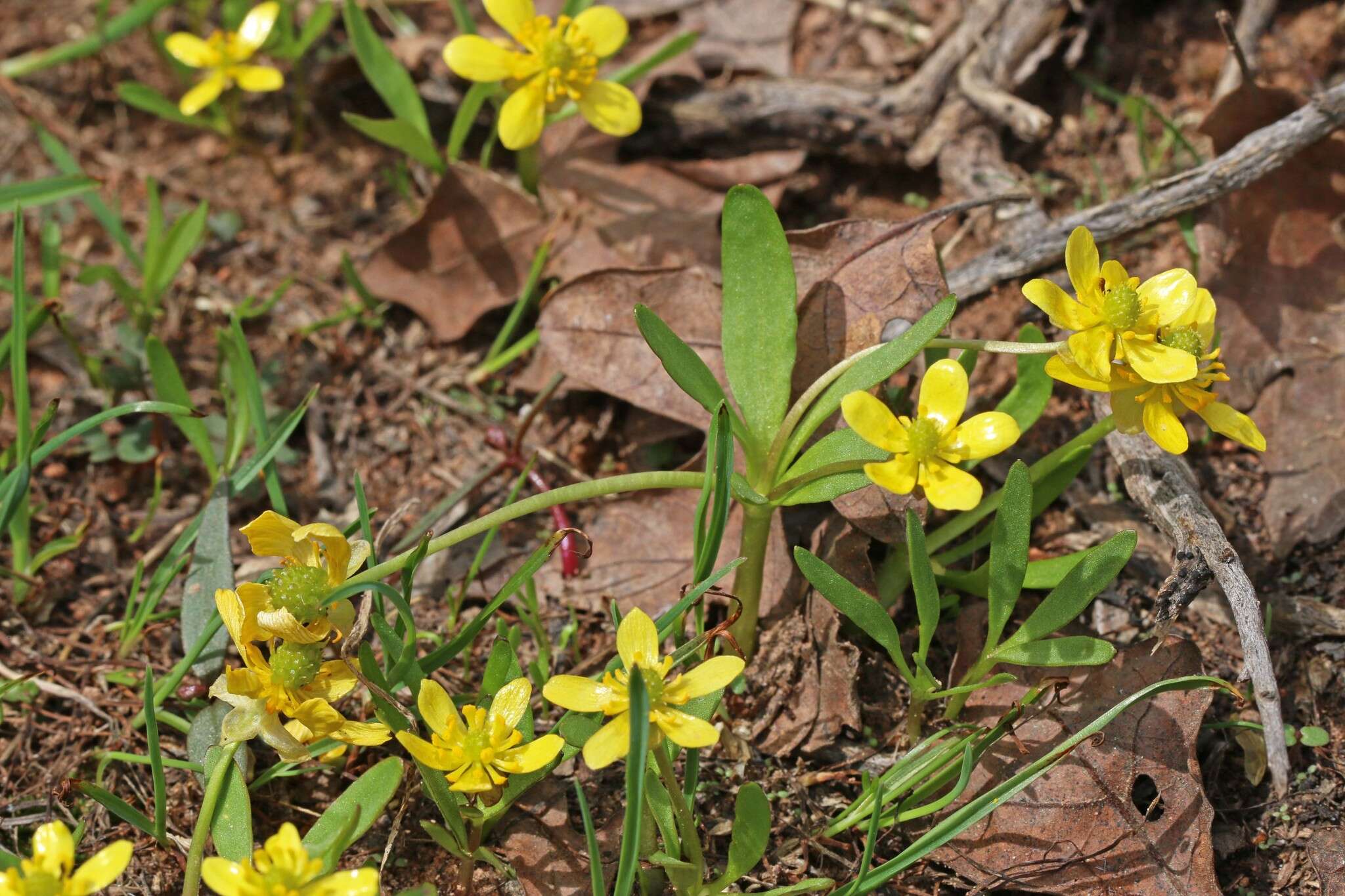 Image of Utah buttercup