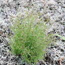 Image of Oldenlandia rosulata K. Schum.