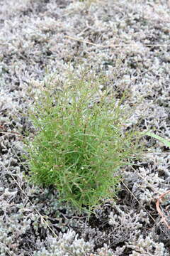 Image de Oldenlandia rosulata K. Schum.