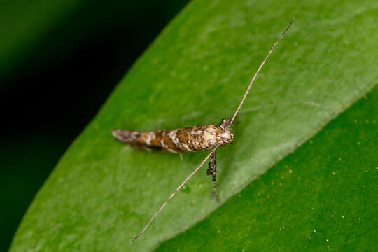 Image of Gracillaria syringella (Fabricius 1794)