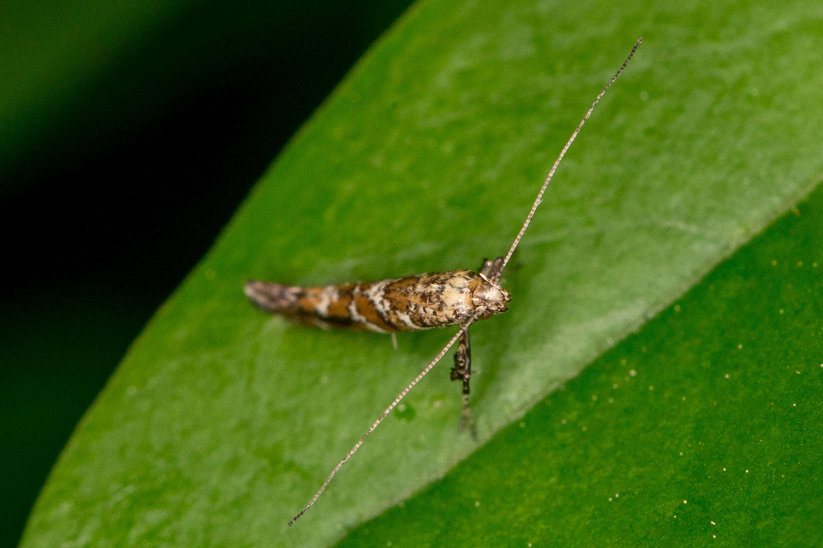 Image of privet leaf miner